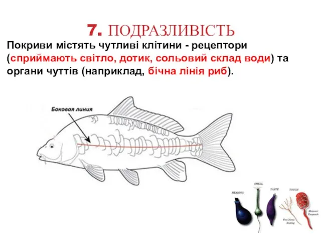 7. ПОДРАЗЛИВІСТЬ Покриви містять чутливі клітини - рецептори (сприймають світло, дотик, сольовий