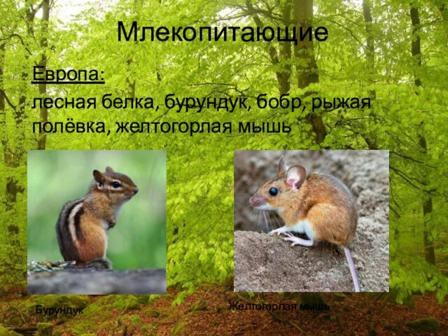 Млекопитающие Европа: лесная белка, бурундук, бобр, рыжая полёвка, желтогорлая мышь Бурундук Желтогорлая мышь