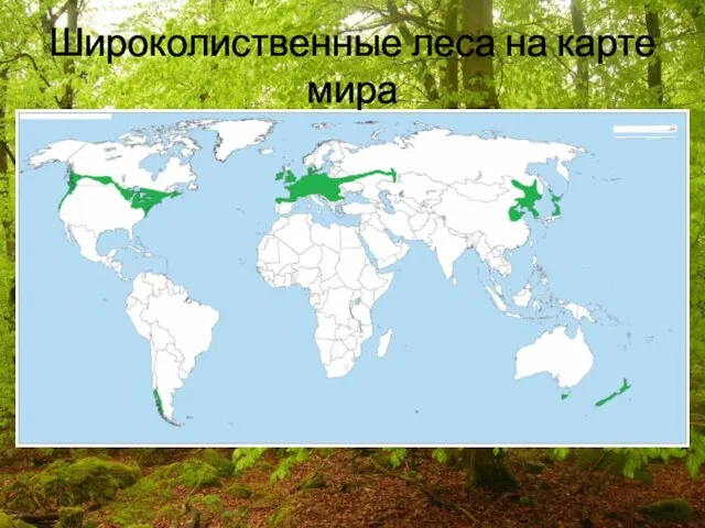 Широколиственные леса на карте мира