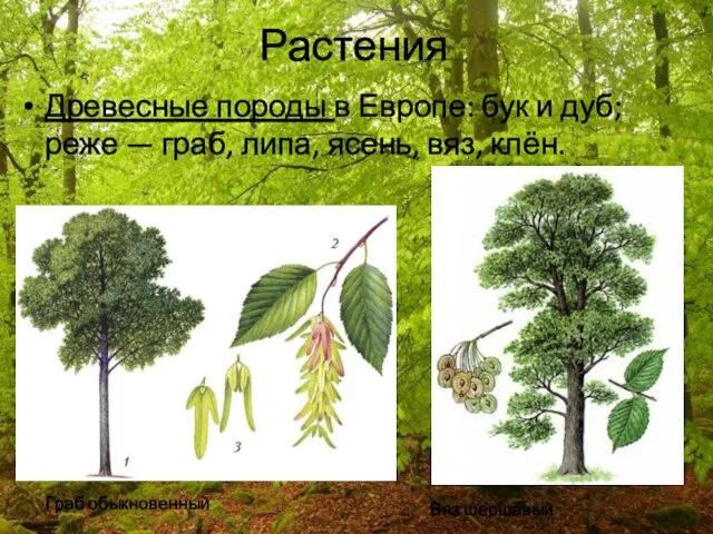 Растения Древесные породы в Европе: бук и дуб; реже — граб, липа,