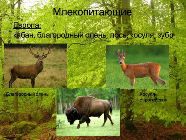 Млекопитающие Европа: кабан, благородный олень, лось, косуля, зубр Благородный олень Косуля европейская Зубр