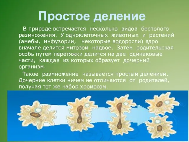 Простое деление В природе встречается несколько видов бесполого размножения. У одноклеточных животных