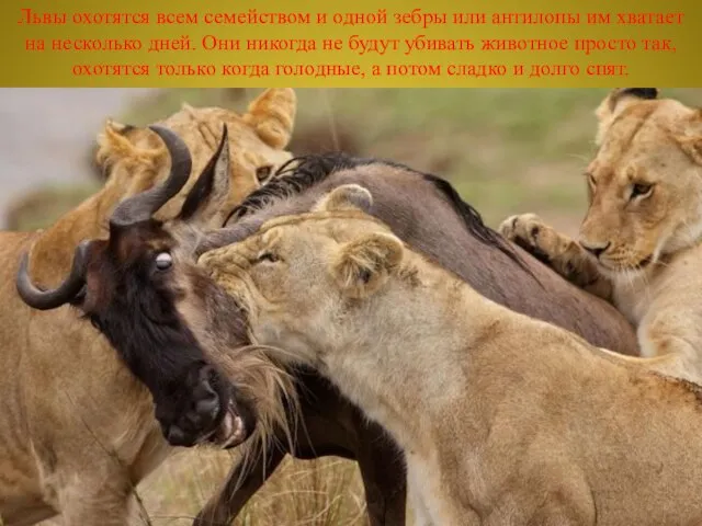 Львы охотятся всем семейством и одной зебры или антилопы им хватает на