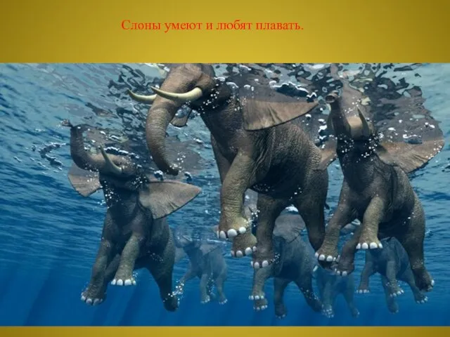 Слоны умеют и любят плавать.