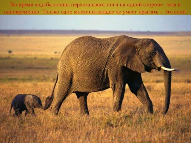 Во время ходьбы слоны переставляют ноги на одной стороне тела в одновременно.