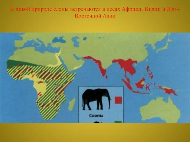 В дикой природе слоны встречаются в лесах Африки, Индии и Юго-Восточной Азии