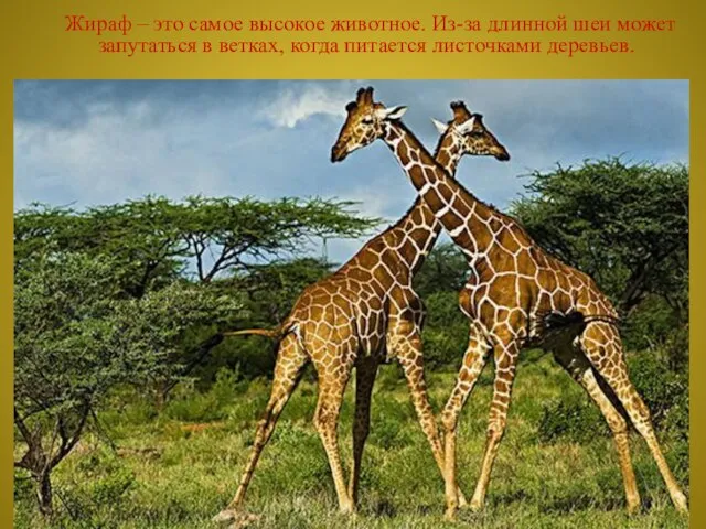 Жираф – это самое высокое животное. Из-за длинной шеи может запутаться в