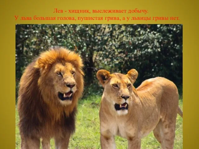 Лев - хищник, выслеживает добычу. У льва большая голова, пушистая грива, а у львицы гривы нет.