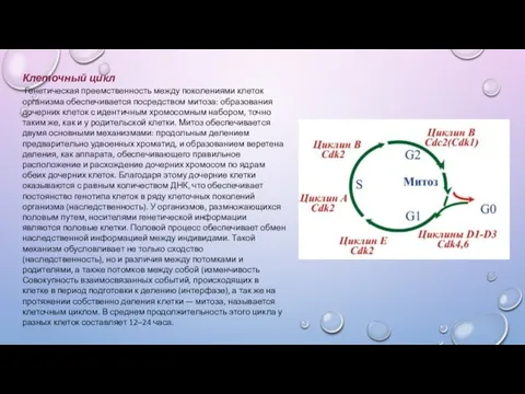 Клеточный цикл Генетическая преемственность между поколениями клеток организма обеспечивается посредством митоза: образования