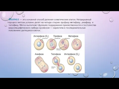 Митоз — это основной способ деления соматических клеток. Непрерывный процесс митоза условно