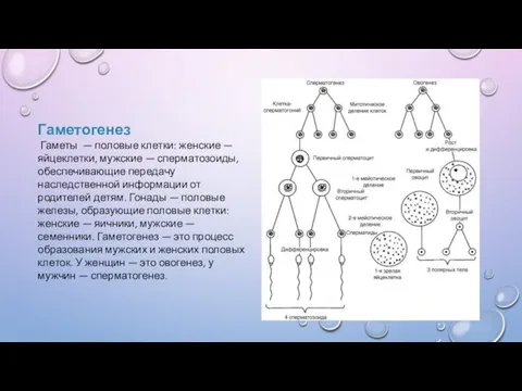 Гаметогенез Гаметы — половые клетки: женские — яйцеклетки, мужские — сперматозоиды, обеспечивающие