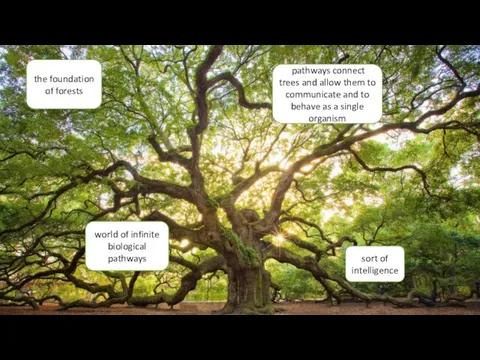the foundation of forests world of infinite biological pathways pathways connect trees