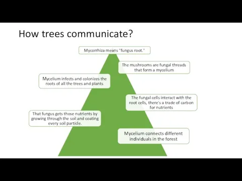 How trees communicate?