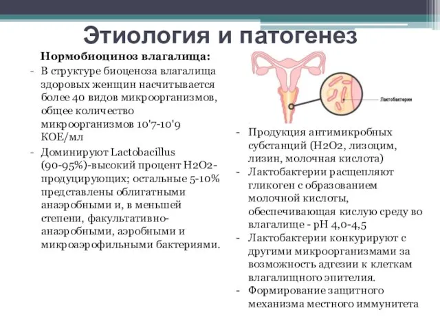 Этиология и патогенез Нормобиоциноз влагалища: В структуре биоценоза влагалища здоровых женщин насчитывается
