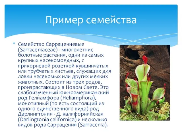 Семейство Саррацениевые (Sarraceniaceae) - многолетние болотные растения, одни из самых крупных насекомоядных,