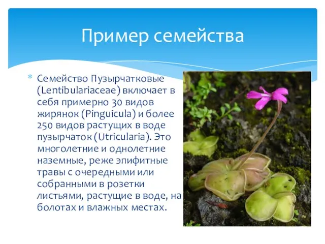 Семейство Пузырчатковые (Lentibulariaceae) включает в себя примерно 30 видов жирянок (Pinguicula) и