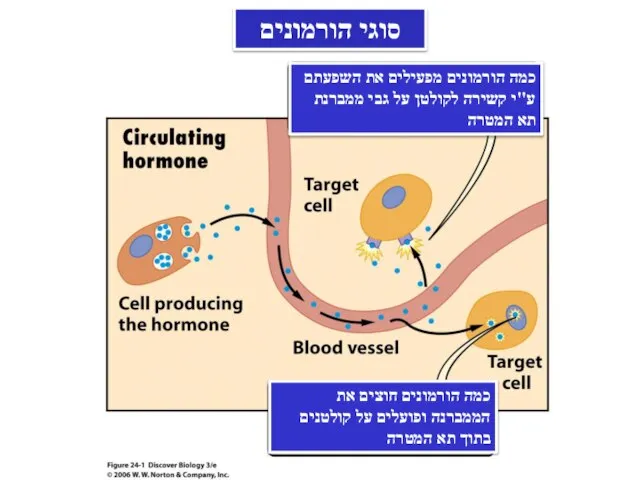 סוגי הורמונים כמה הורמונים מפעילים את השפעתם ע"י קשירה לקולטן על גבי