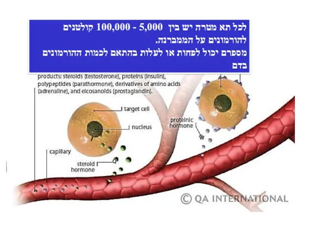 לכל תא מטרה יש בין 5,000 - 100,000 קולטנים להורמונים על הממברנה.