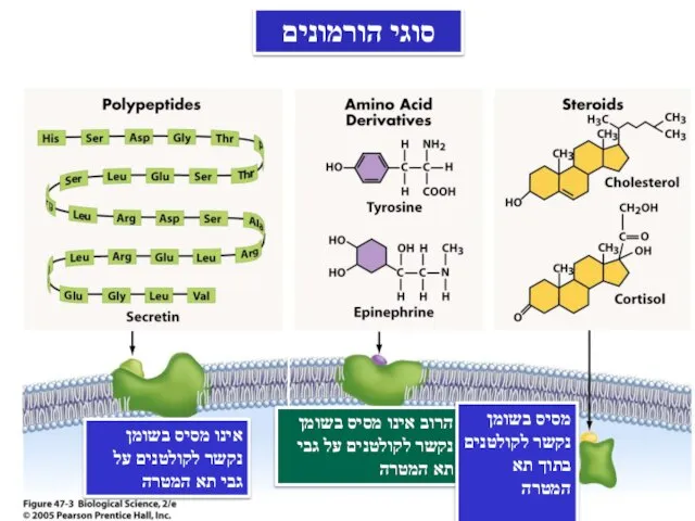 סוגי הורמונים אינו מסיס בשומן נקשר לקולטנים על גבי תא המטרה הרוב