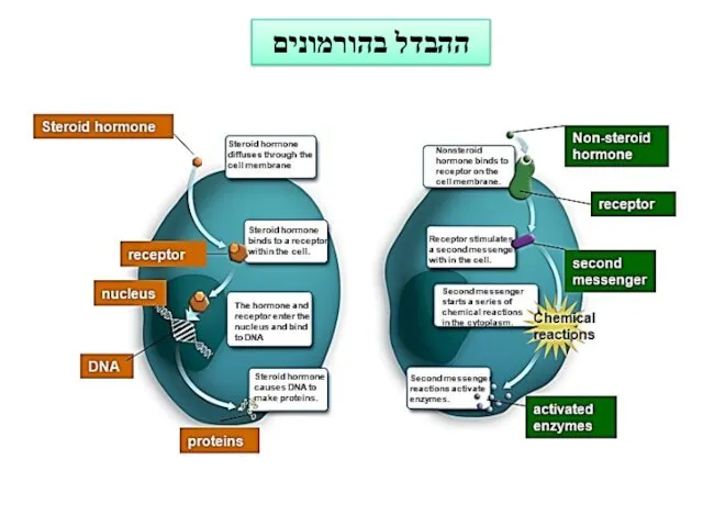 ההבדל בהורמונים