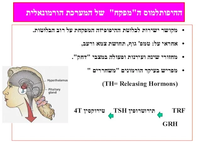 מקושר ישירות לבלוטת ההיפופיזה המפקחת על רוב הבלוטות. אחראי על: טמפ' גוף,