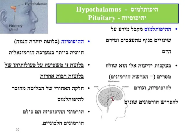 ההיפופיזה (בלוטת יותרת המוח) חיונית ביותר במערכת הורמונאלית בלוטה זו משפיעה על