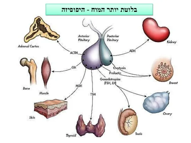 היפופיזה בלוטת יותר המוח - היפופיזה