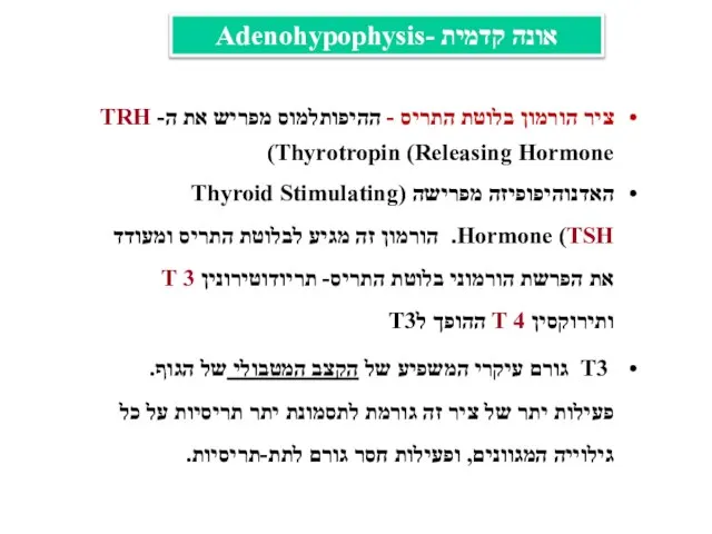 ציר הורמון בלוטת התריס - ההיפותלמוס מפריש את ה- TRH (Thyrotropin (Releasing