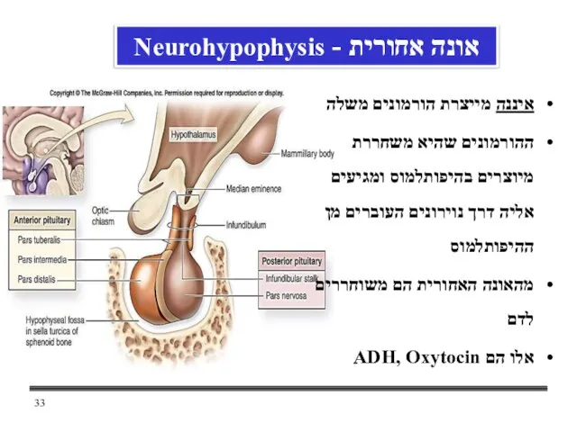 איננה מייצרת הורמונים משלה ההורמונים שהיא משחררת מיוצרים בהיפותלמוס ומגיעים אליה דרך