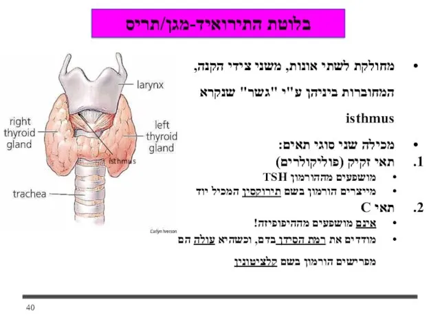 מחולקת לשתי אונות, משני צידי הקנה, המחוברות ביניהן ע"י "גשר" שנקרא isthmus