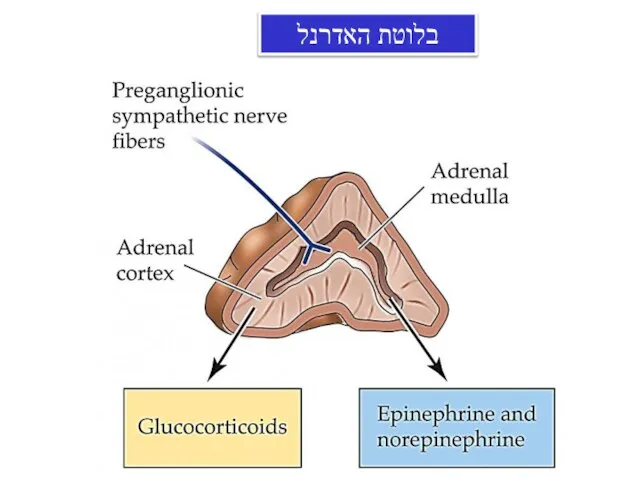 בלוטת האדרנל