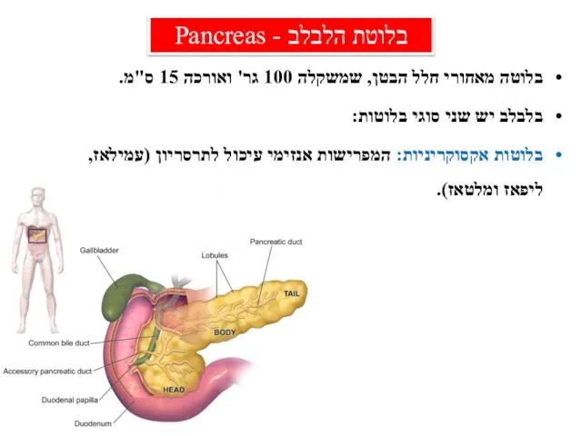 בלוטה מאחורי חלל הבטן, שמשקלה 100 גר' ואורכה 15 ס"מ. בלבלב יש