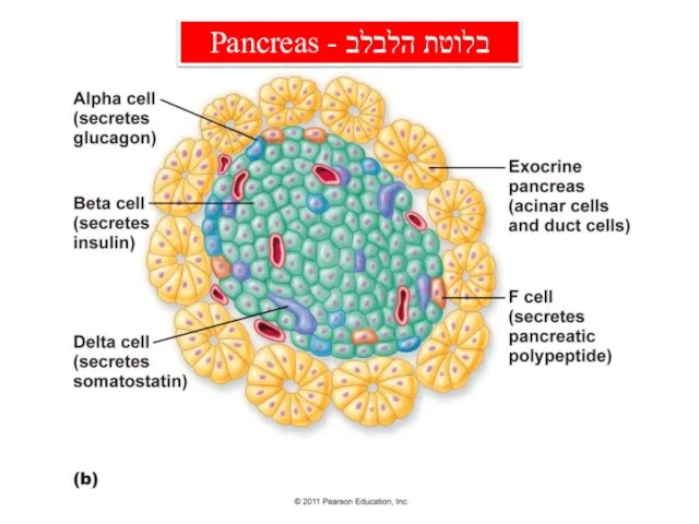 בלוטת הלבלב - Pancreas