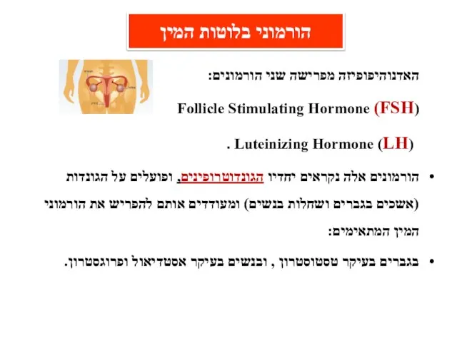 האדנוהיפופיזה מפרישה שני הורמונים: (Follicle Stimulating Hormone (FSH (Luteinizing Hormone (LH .