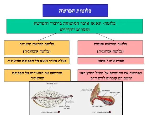 בלוטת הפרשה פנימית (בלוטה אנדוגנית) בלוטת הפרשה חיצונית (בלוטה אקסוגנית) בלוטה- תא