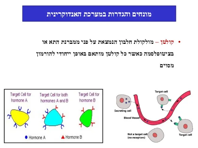 מונחים והגדרות במערכת האנדוקרינית קולטן – מולקולת חלבון הנמצאת על פני ממברנת