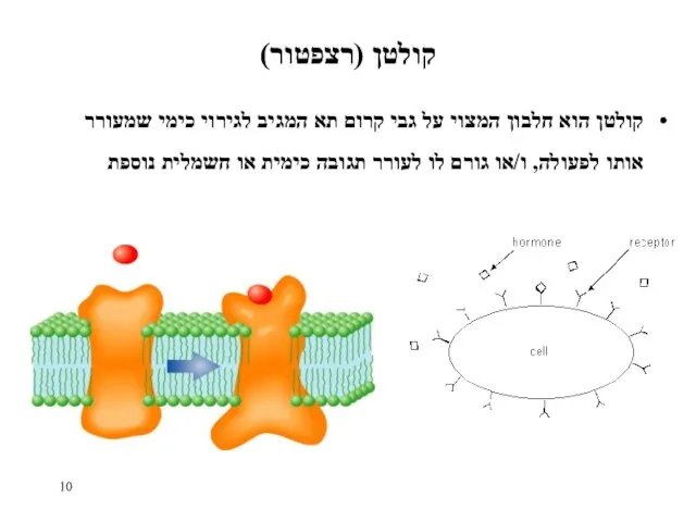 קולטן (רצפטור) קולטן הוא חלבון המצוי על גבי קרום תא המגיב לגירוי