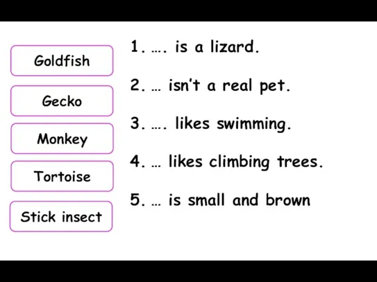 Goldfish Gecko Monkey Tortoise Stick insect …. is a lizard. … isn’t