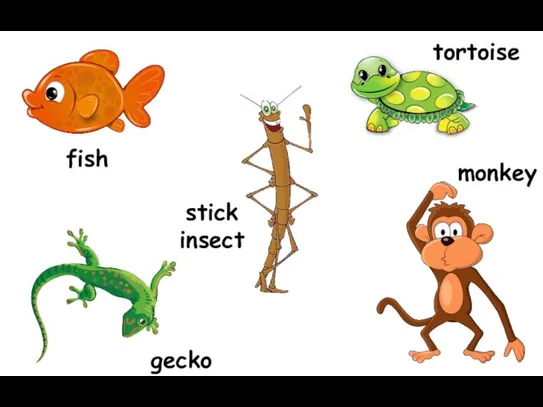 gecko tortoise monkey stick insect fish