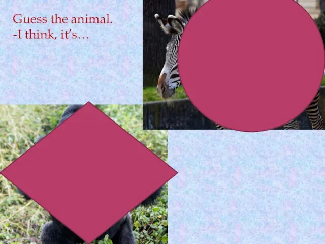 Guess the animal. -I think, it’s…