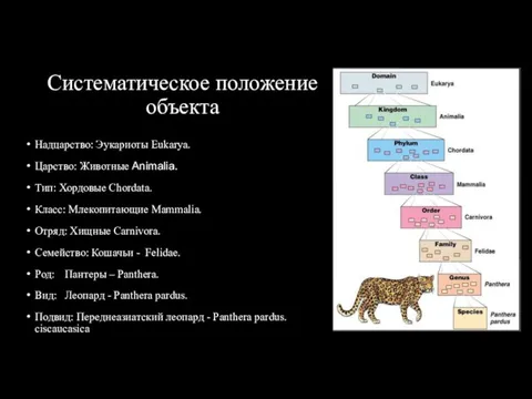 Систематическое положение объекта Надцарство: Эукариоты Eukarya. Царство: Животные Animalia. Тип: Хордовые Chordata.