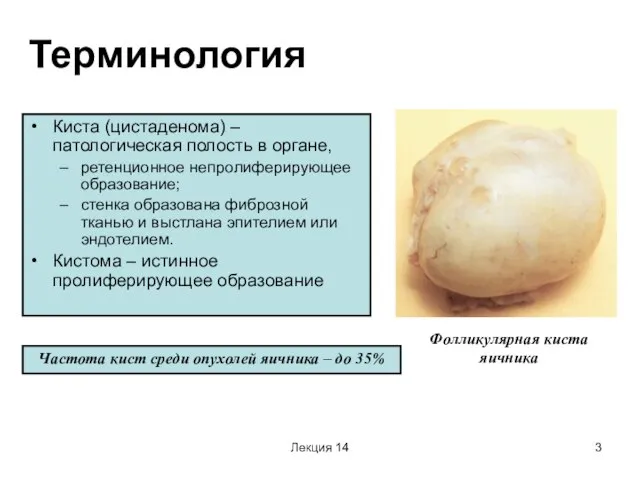 Лекция 14 Терминология Киста (цистаденома) – патологическая полость в органе, ретенционное непролиферирующее