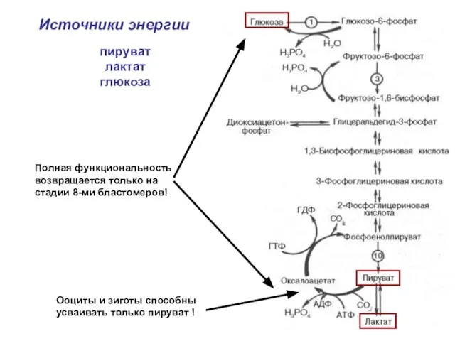 Источники энергии пируват лактат глюкоза Ооциты и зиготы способны усваивать только пируват