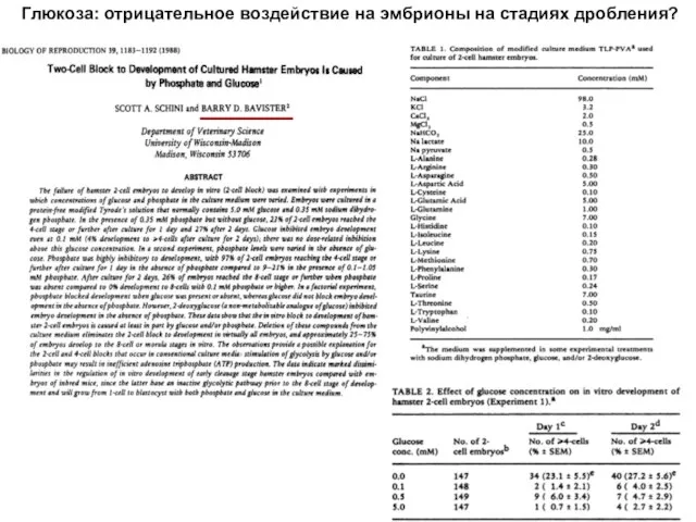 Глюкоза: отрицательное воздействие на эмбрионы на стадиях дробления?