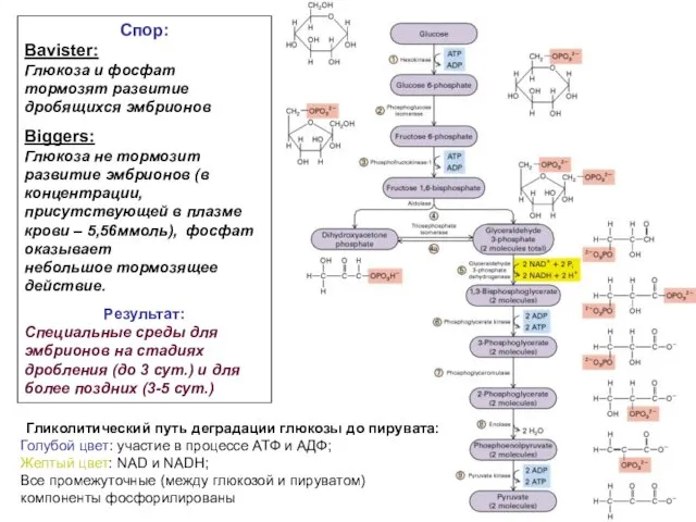 Гликолитический путь деградации глюкозы до пирувата: Голубой цвет: участие в процессе АТФ