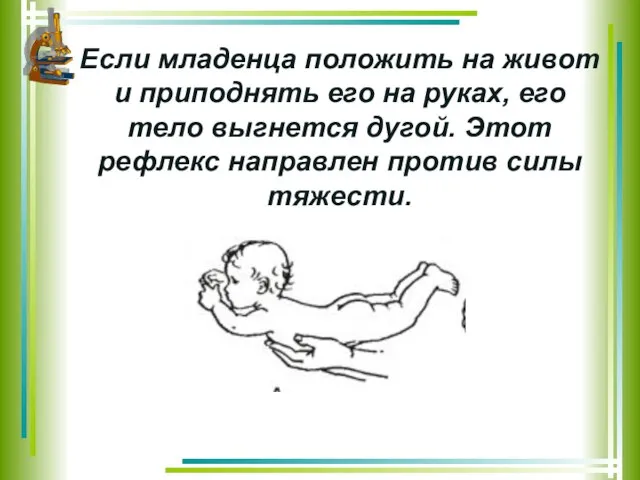 Если младенца положить на живот и приподнять его на руках, его тело