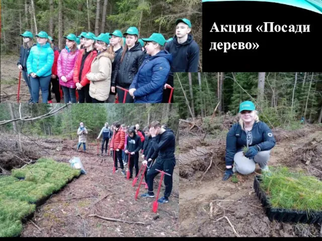 Акция «Посади дерево»