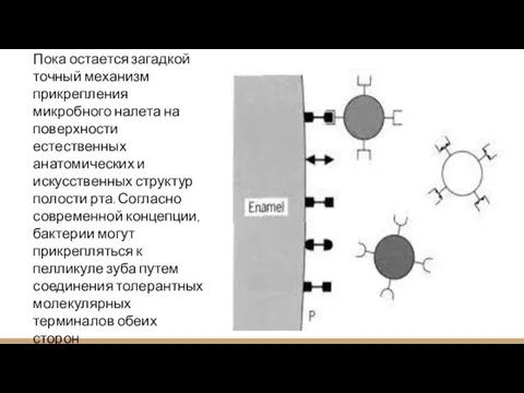 Пока остается загадкой точный механизм прикрепления микробного налета на поверхности естественных анатомических