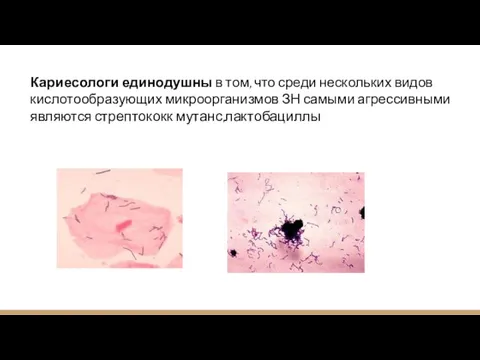 Кариесологи единодушны в том, что среди нескольких видов кислотообразующих микроорганизмов ЗН самыми агрессивными являются стрептококк мутанс,лактобациллы