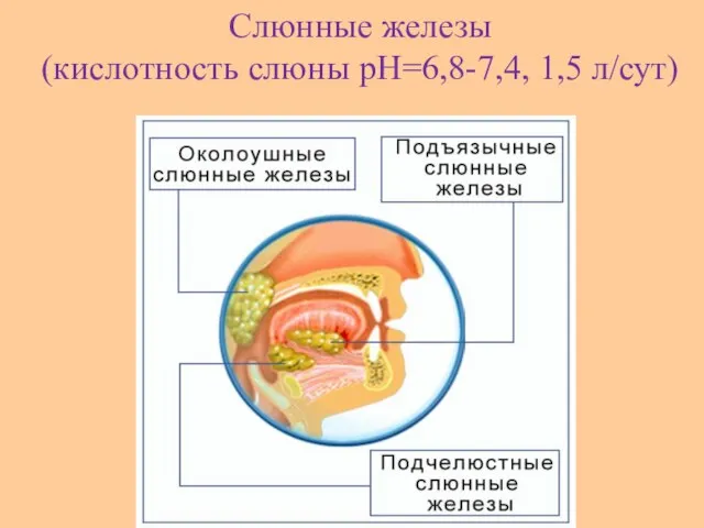 Слюнные железы (кислотность слюны pH=6,8-7,4, 1,5 л/сут)